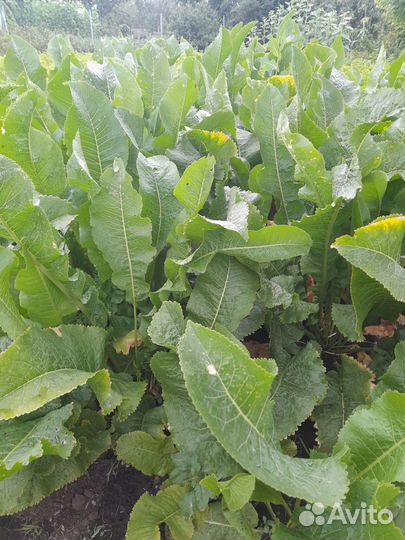 Корень и листья хрена