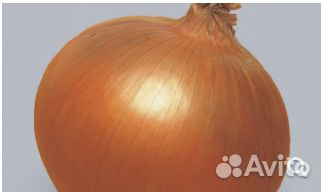 Семена Лука 