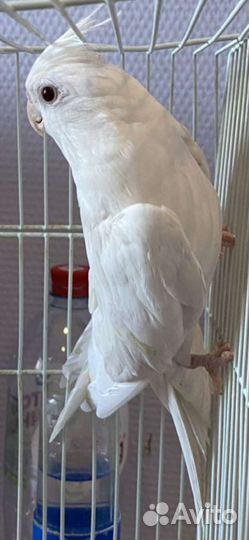 Попугай корелла,волнистый