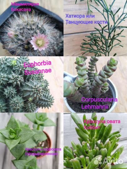 Редкие суккуленты номер 1