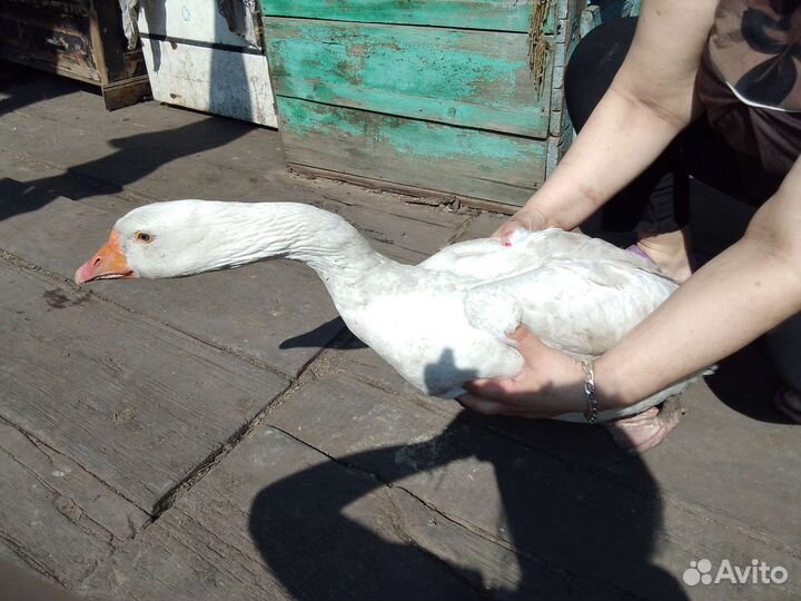 Гусак породы Линда