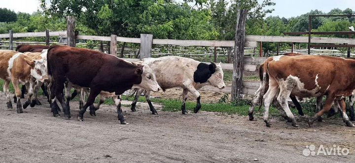Телята мясной породы бычки