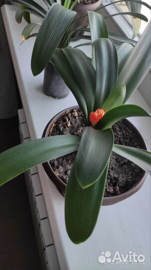 Кливия вариегатная