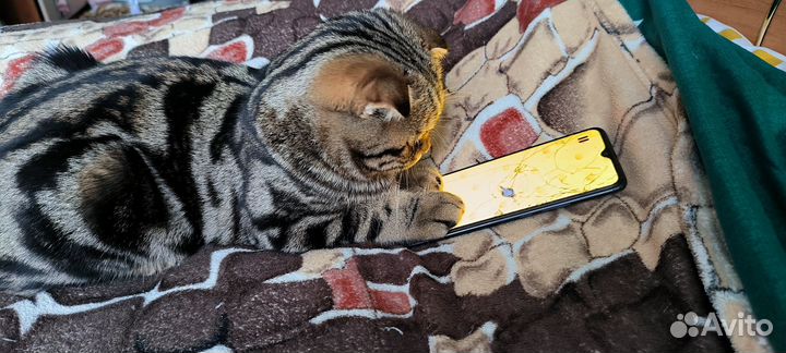 Шотландский кот вислоухий