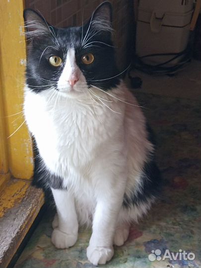 Очаровательный кот Мурзик