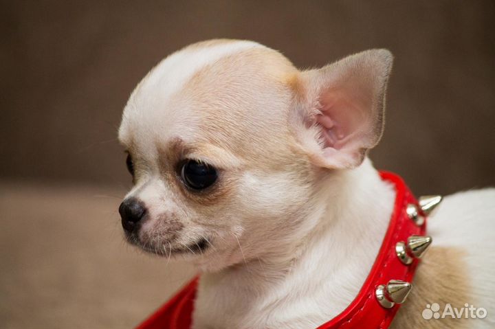 Приглашаем Чихуахуа на вязку, кабель до 2кг