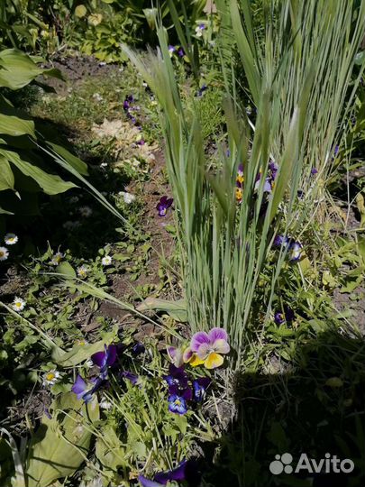 Декоративные злаки