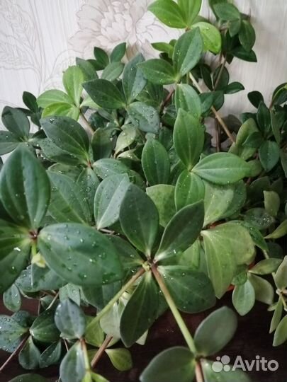 Пеперомия ампельная
