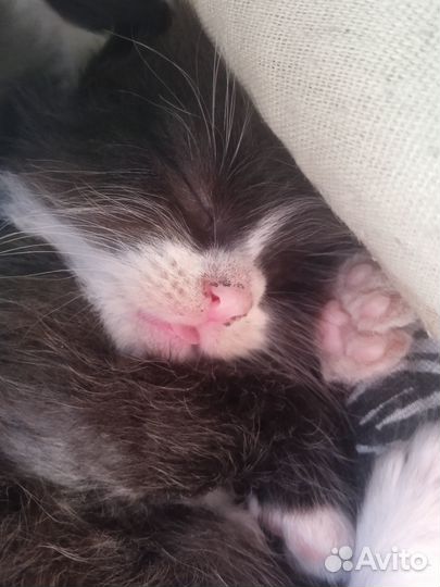 Отдам котенка в добрые руки