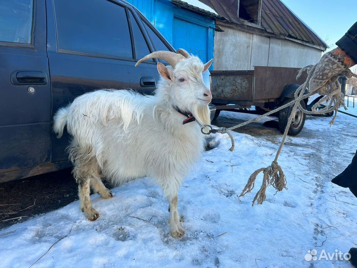 Продам козлов