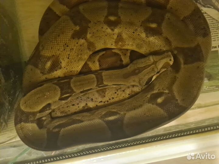 Императорские удавы (motley, normal)