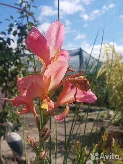 Канны для пруда