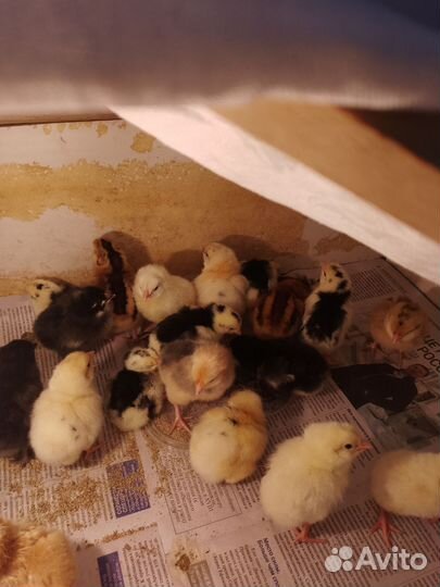 Цыплята и инкубационный яйцо легорны, поместные