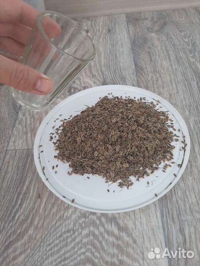 Семена укропа