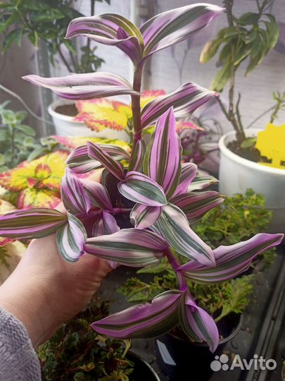 Традесканция нанук