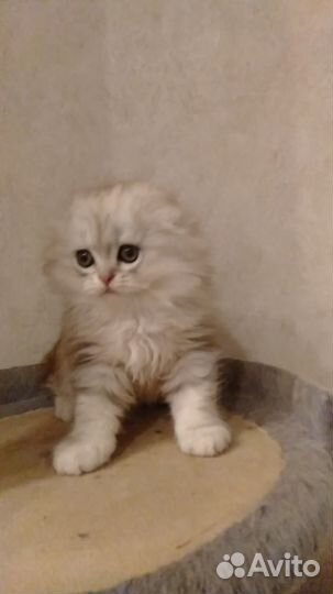 Шотландский хайленд фолд мальчик