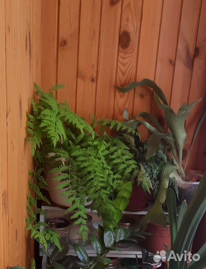 Комнатные растения