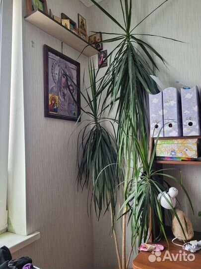 Пальма драцена