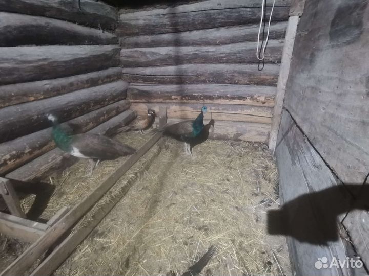 Семья павлинов