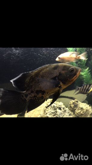 Аквариумные рыбы