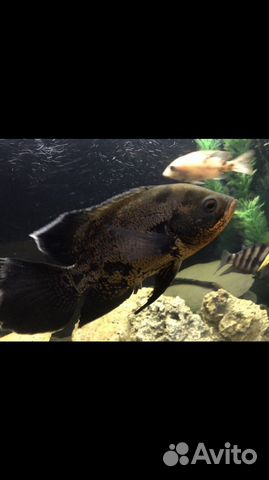 Аквариумные рыбы