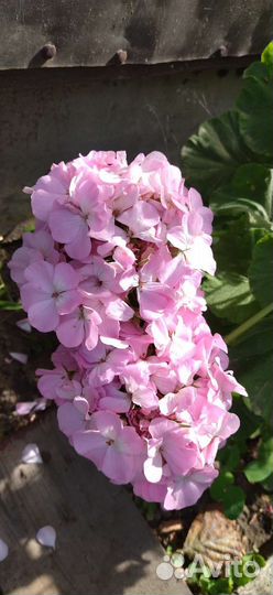 Герань пеларгония