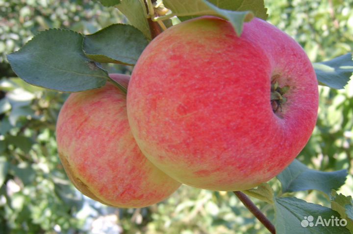 Саженцы плодово-ягодных культур