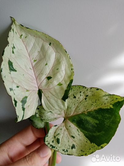 Сингониумы