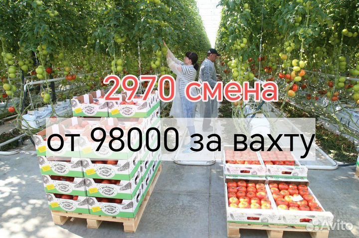 Вахта овощевод сбор урожая с жильем и обедом