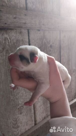 Щенята, в добрые руки