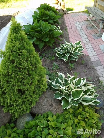 Многолетники садовые