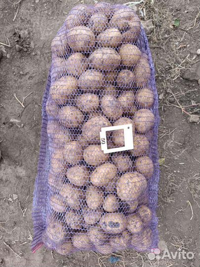 Картофель оптом, сорт Гала