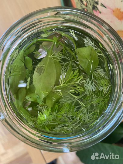 Растения для аквариума