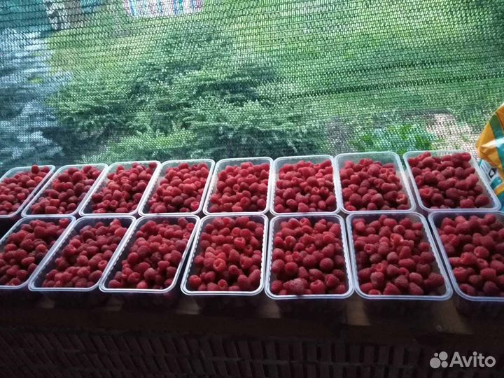 Малина Шоша саженцы