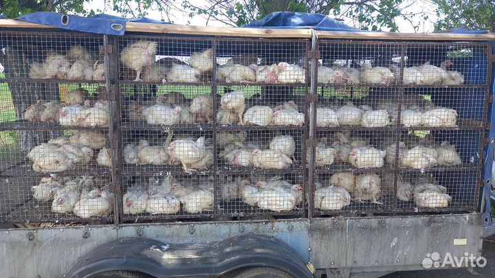 Настоящий Бройлер Кобб-500