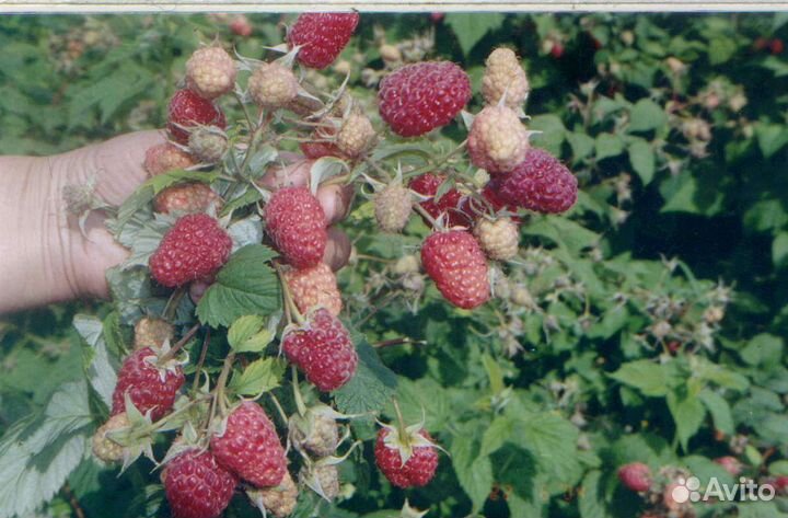 Саженцы летней и ремонтантной малины