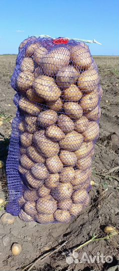 Картофель жёлтый 5+