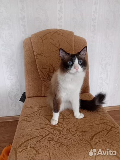 Кот Иззик порода Рэгдолл