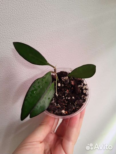 Хойи: нова ghost, вайети, розита, лакуноза эскимо