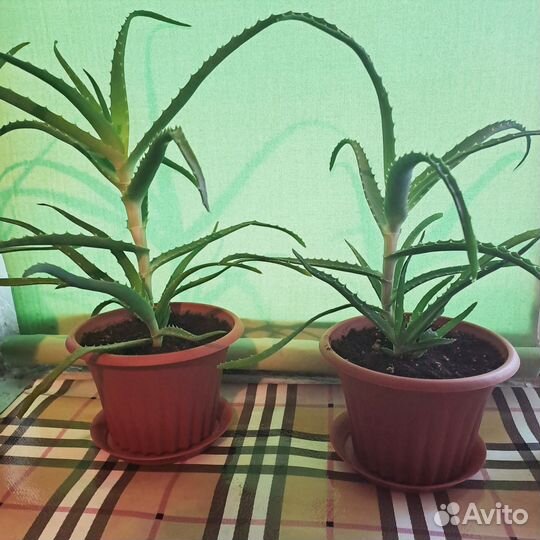 Алоэ столетник, 3 года