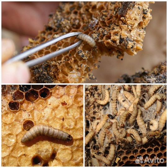 Пжвм восковой моли (огневка пчелиная)