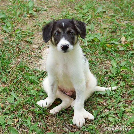 Щенок, умный, озорной в добрые руки