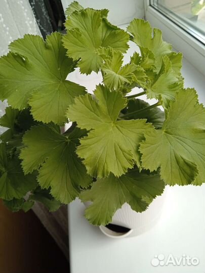 Пеларгония герань