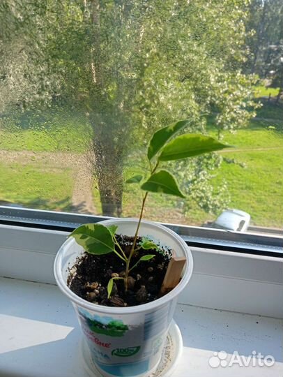 Фикус бенджамина пестролистный