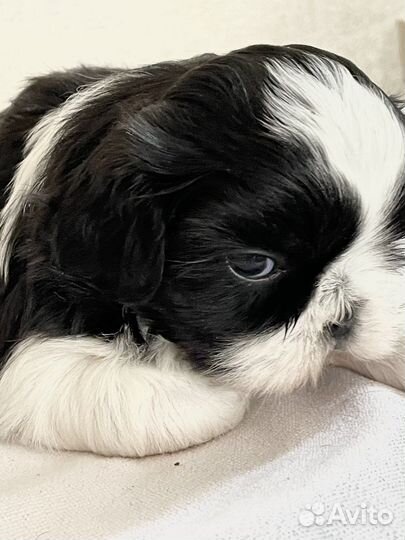 Щенки ши-тцу