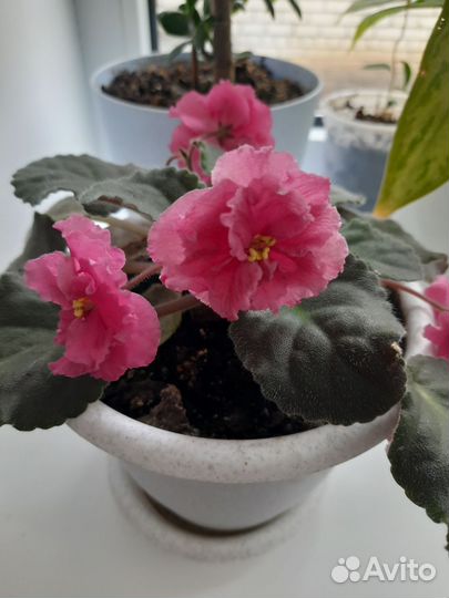 Комнатные цветы