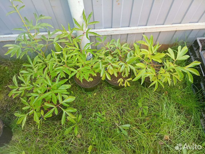 Пион сорта silvia 2 х летний