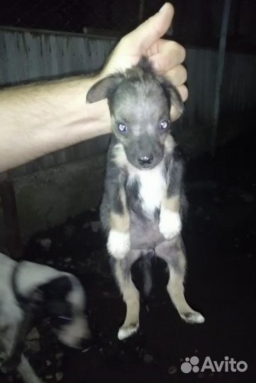 Малыши ищут дом