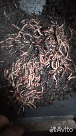 Черви для рыбалки