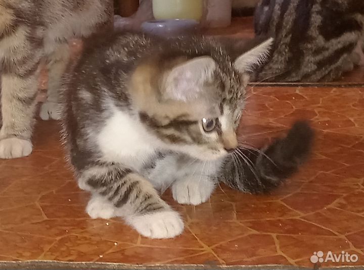 Котенок в добрые руки